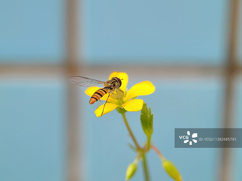 食蚜蝇在黄花上授粉的特写镜头图片素材