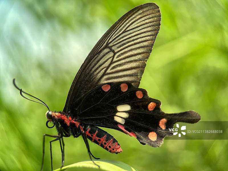 红珠凤蝶图片素材