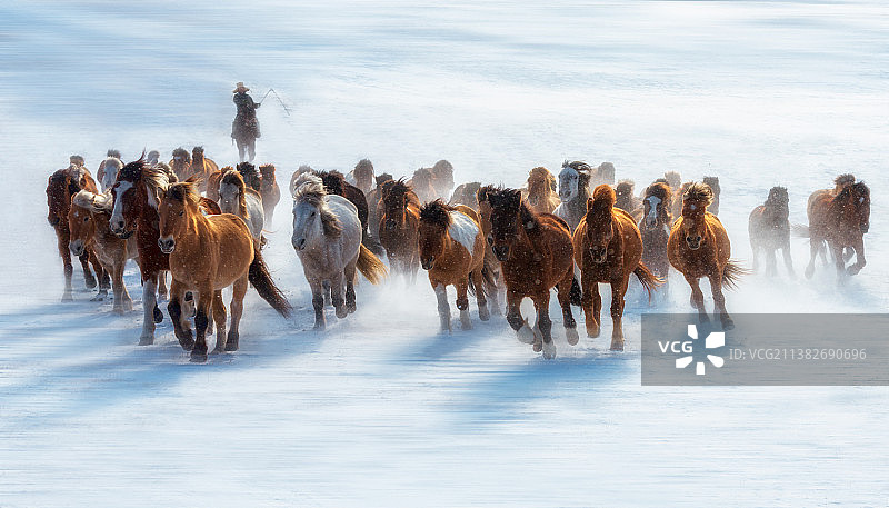 雪地上奔跑的马群图片素材