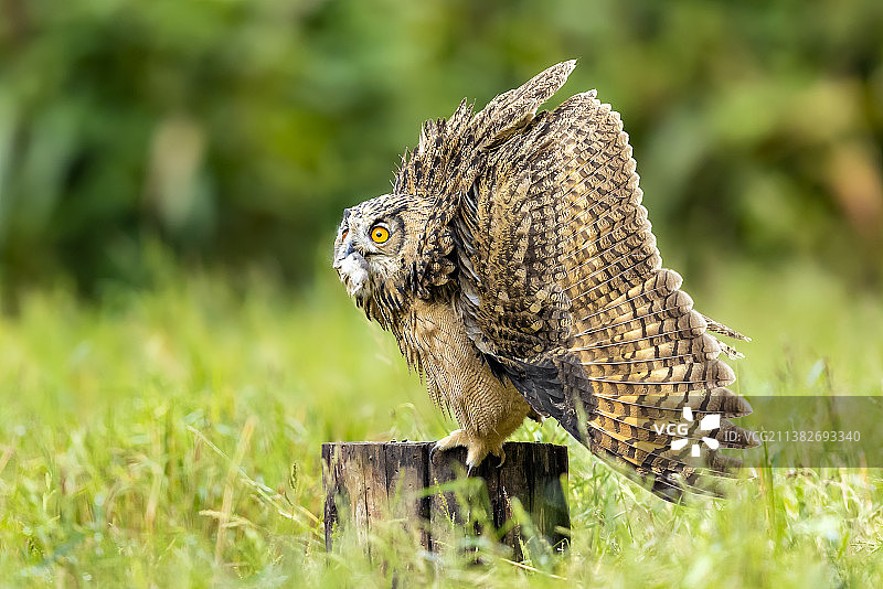 猫头鹰栖息在木柱上的特写镜头图片素材