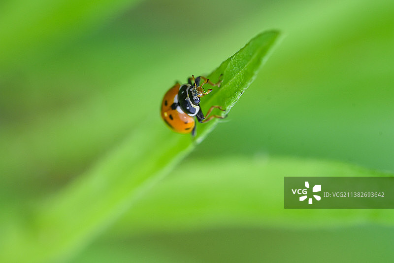 中国河南西部伏牛山丛林中栖息繁衍的昆虫（微距摄影）图片素材
