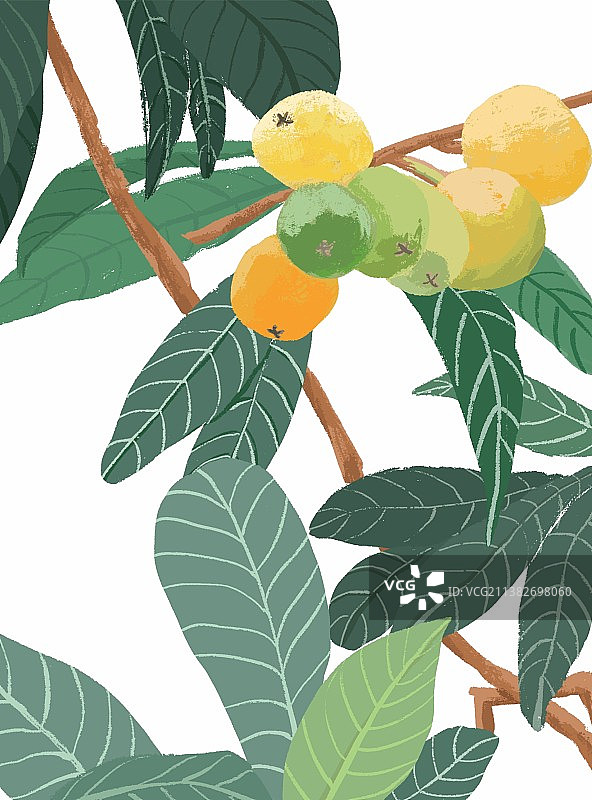 枇杷熟了图片素材