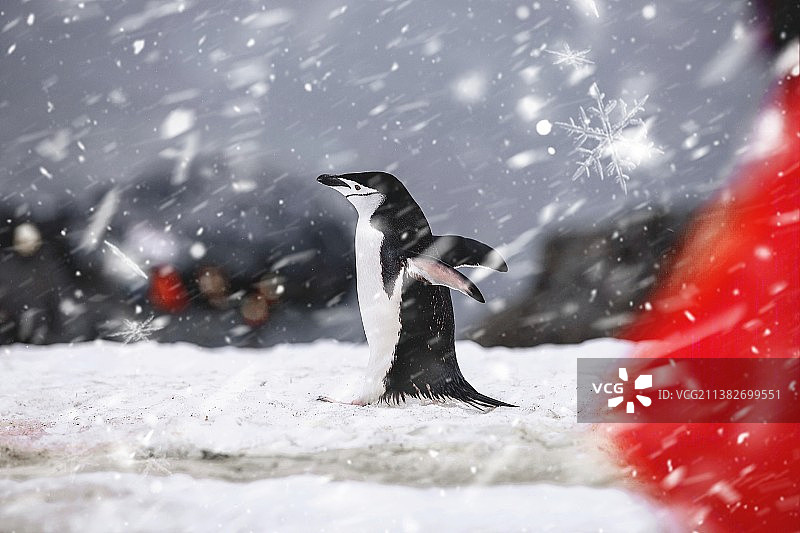 回家，南极帽带企鹅图片素材