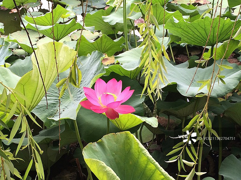 河北省秦皇岛 南戴河国际娱乐中心 中华荷园 荷花特写镜头 接天莲叶无穷碧，映日荷花别样红图片素材