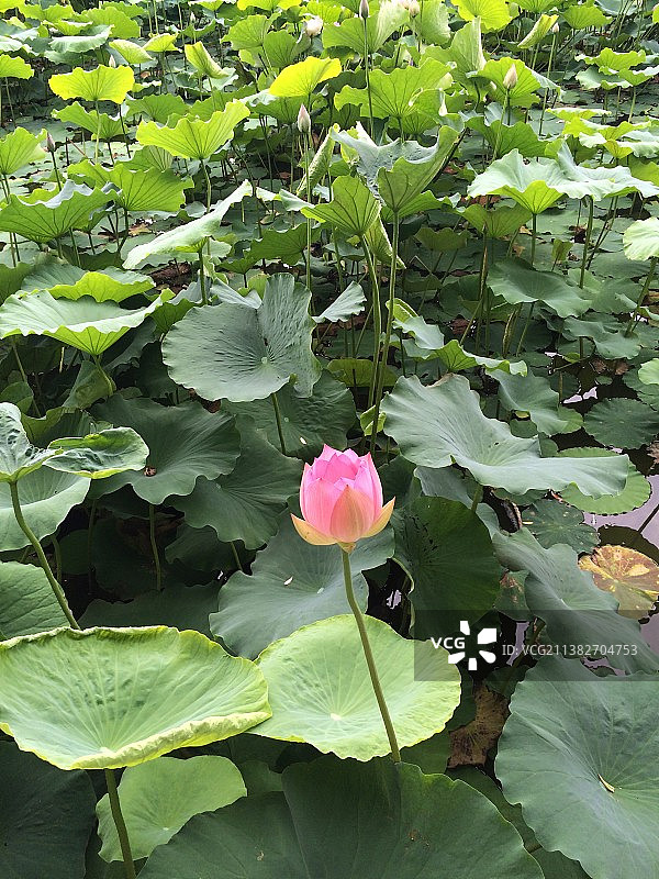 河北省秦皇岛 南戴河国际娱乐中心 中华荷园 荷花特写镜头 接天莲叶无穷碧，映日荷花别样红图片素材