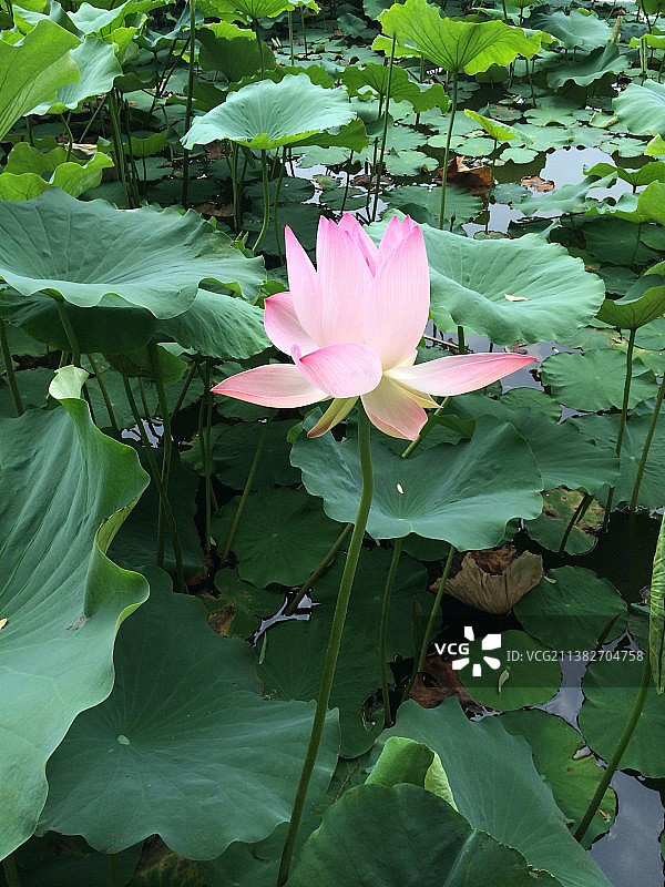 河北省秦皇岛 南戴河国际娱乐中心 中华荷园 荷花特写镜头 接天莲叶无穷碧，映日荷花别样红图片素材