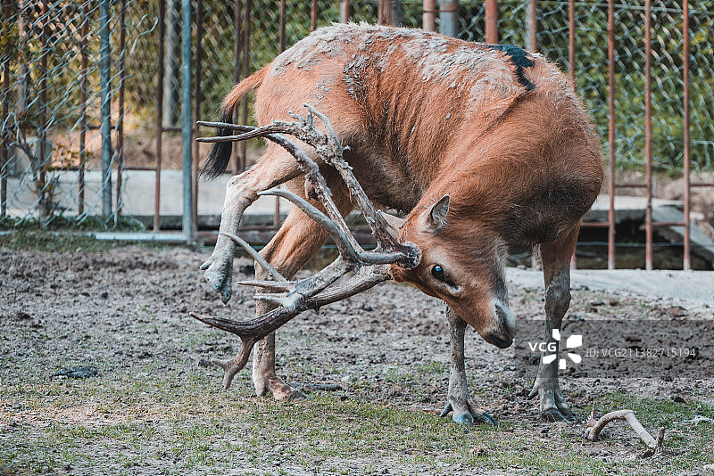 麋鹿王宝刀未老图片素材