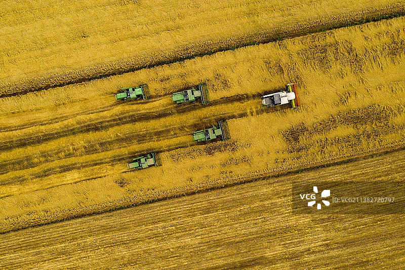 湖北当阳草埠湖镇夏粮迎来第二十连（年）增图片素材