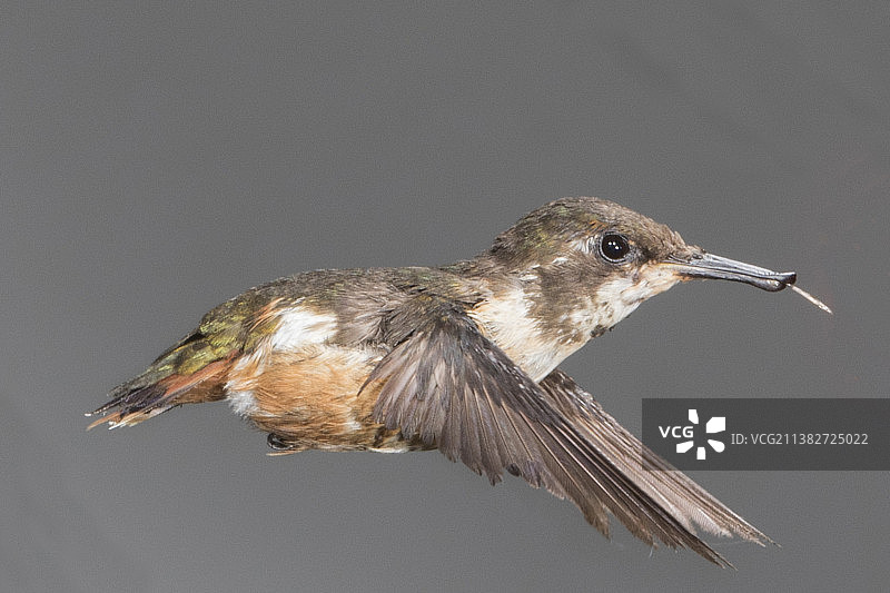 伸着舌头飞行的紫喉林星蜂鸟（雌性）图片素材