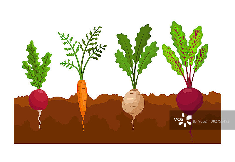 地里生长的蔬菜植物图片素材