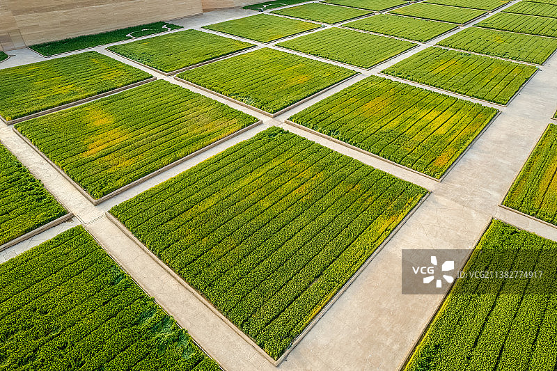 航拍中国河南郑州种植规整的小麦试验田图片素材