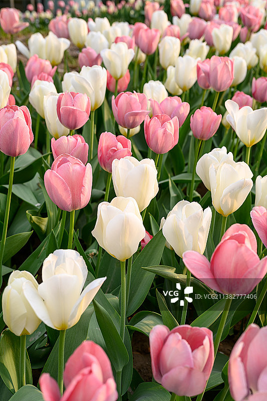 郁金香图片素材