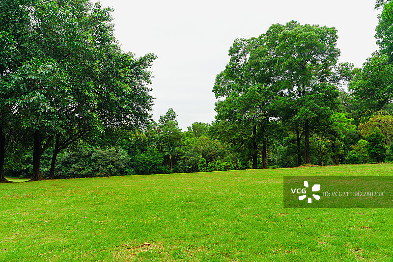 阴天下的佛山植物园之稀疏草地图片素材
