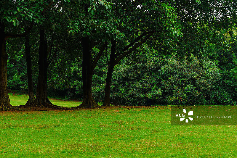 阴天下的佛山植物园之稀疏草地图片素材