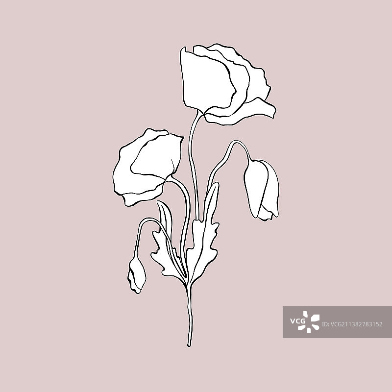 罂粟花的抽象花卉组合图片素材