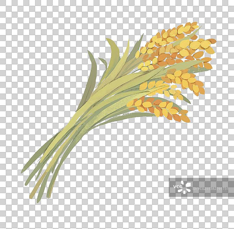 芒种节气插画元素成熟的麦穗图片素材