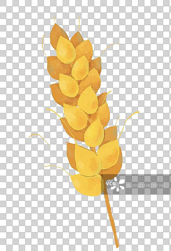 芒种节气插画元素成熟的麦穗图片素材