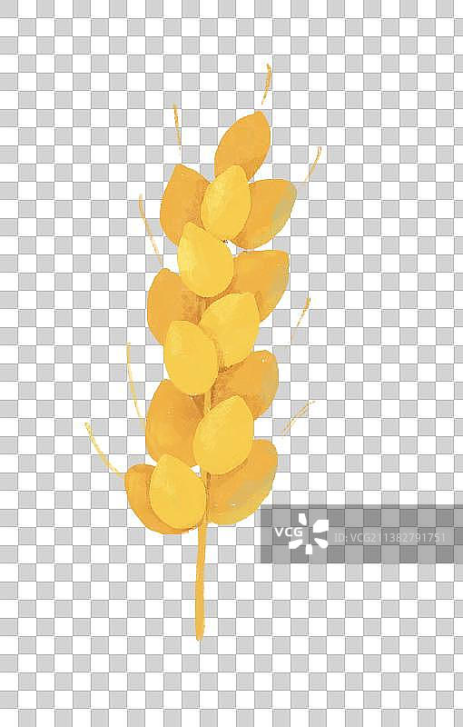 芒种节气插画元素成熟的麦穗图片素材