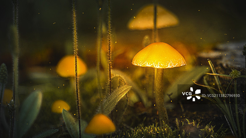 夜光蘑菇图片素材