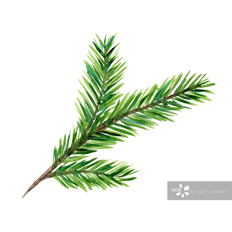 水彩绿色针叶树枝图片素材
