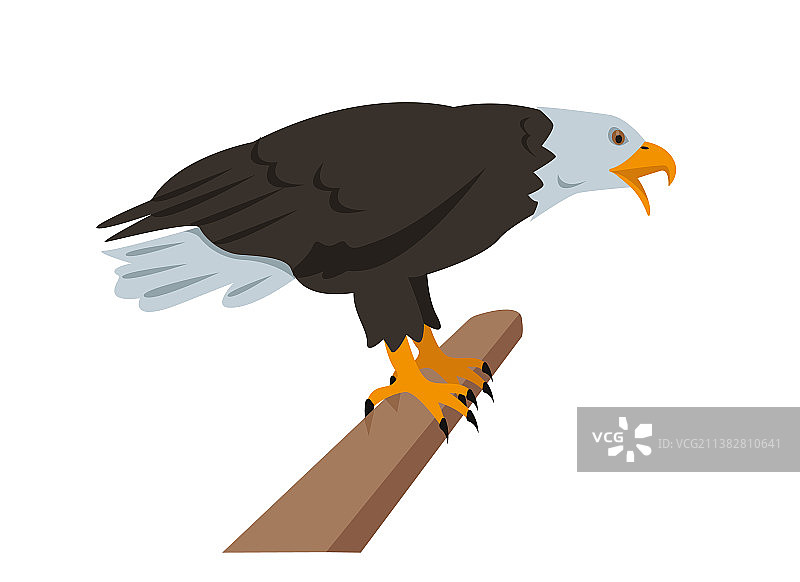 北美白头海雕栖息在树枝上图片素材