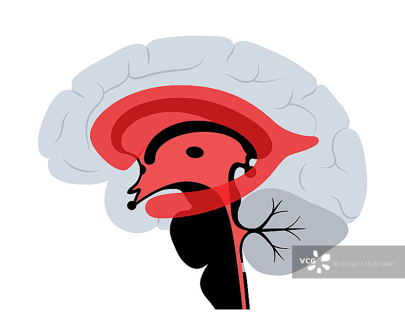 脑室系统解剖结构图片素材