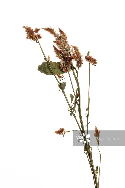 干花特写图片素材