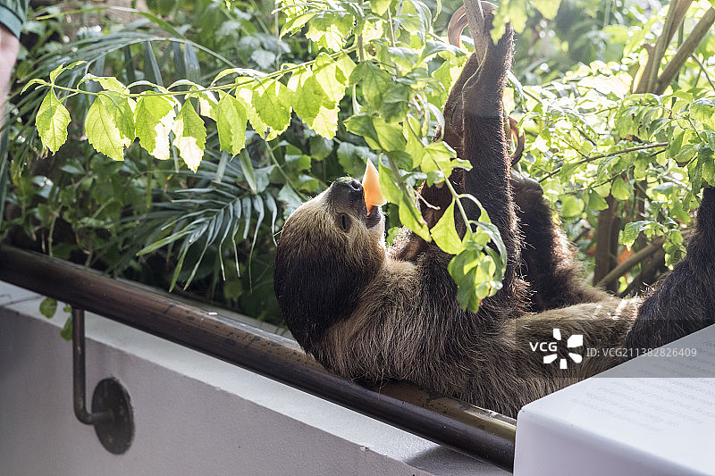 吃东西的树懒图片素材