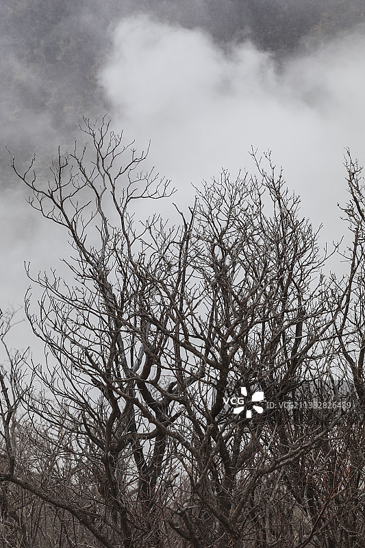 大涌谷的森林图片素材