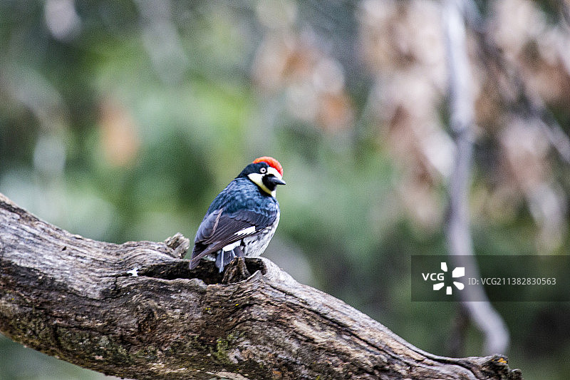 橡树啄木鸟2图片素材