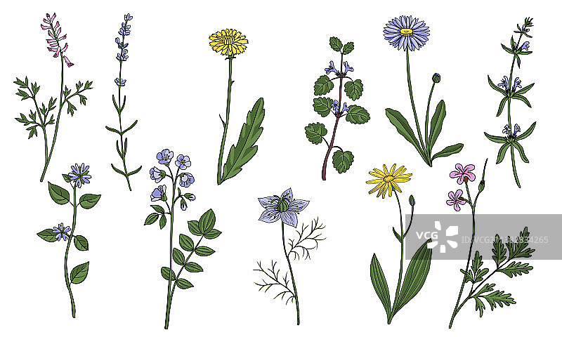 药用植物素描图片素材