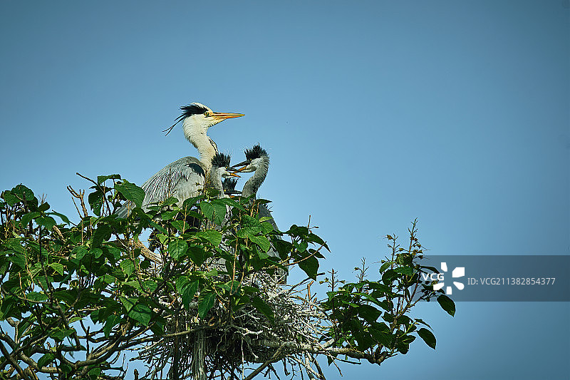 苍鹭一家子图片素材