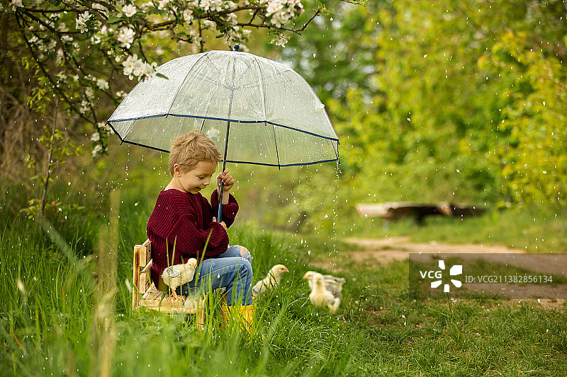 可爱的孩子，男孩，带着雨伞和小鸡，在下雨的时候坐在公园的小长椅上图片素材