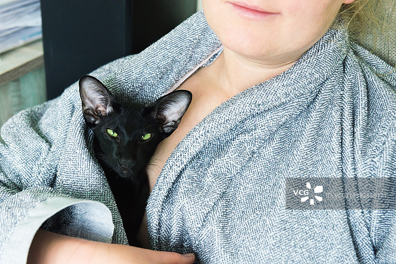 被抱在怀里的黑色短毛东方猫特写图片素材