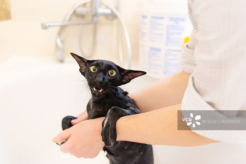 在浴缸里洗澡的黑色东方猫图片素材