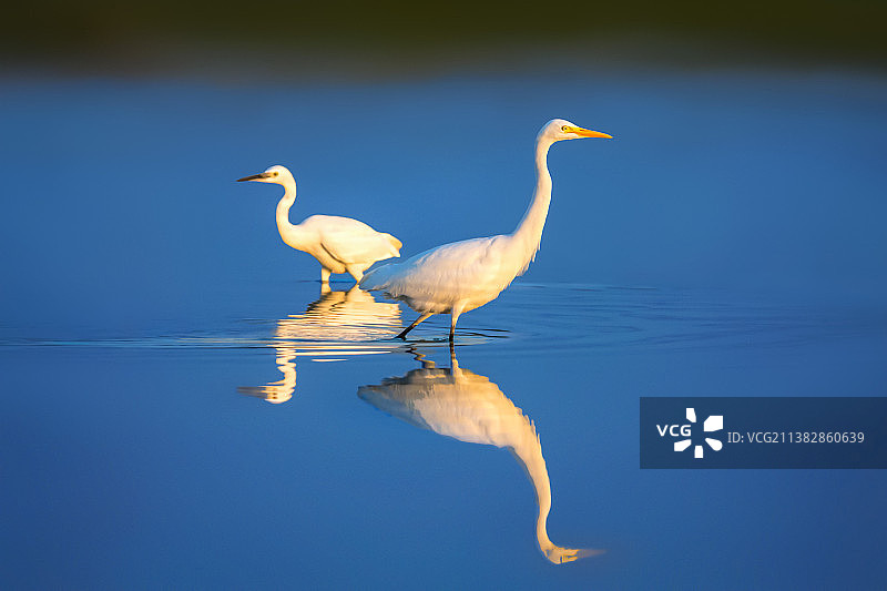 白鹭与小白鹭--无语，同框图片素材