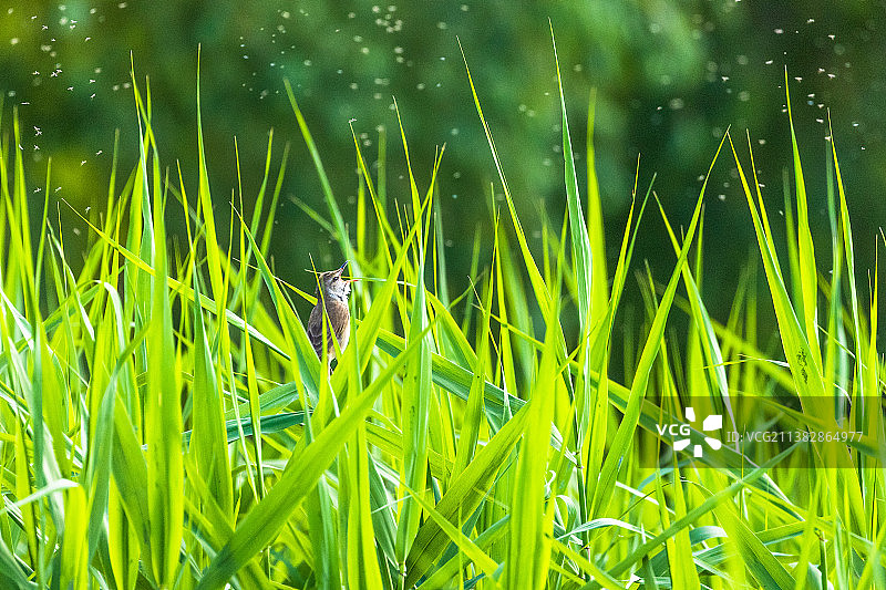 翠屏湿地公园的大尾莺图片素材