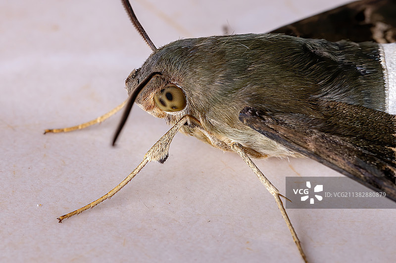 成年泰坦天蛾昆虫特写图片素材