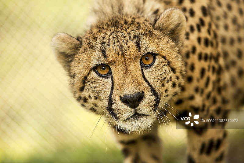 非洲猎豹在田野上的特写肖像图片素材