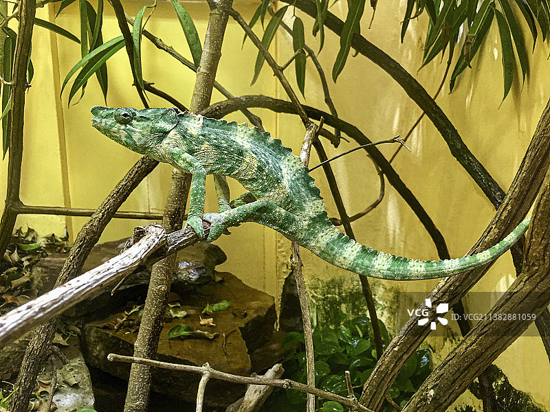 树干上的变色龙特写图片素材