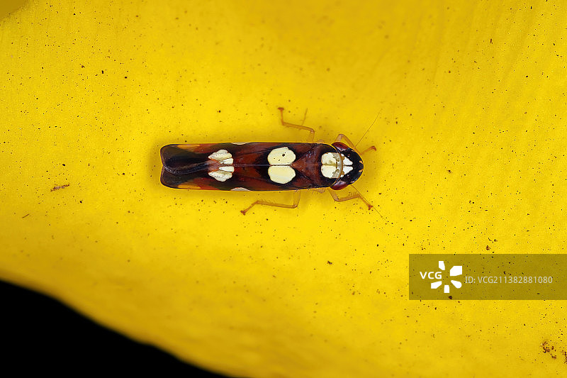 小型典型叶蝉图片素材