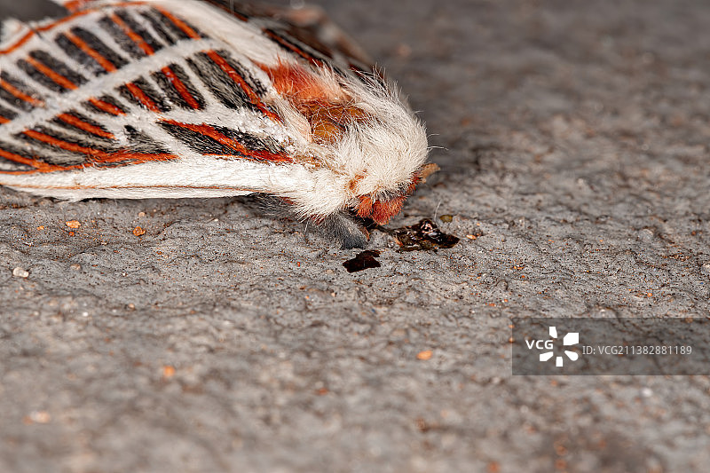 死去的红色飞蛾图片素材