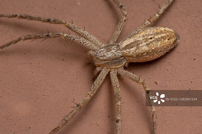 墙壁上的蜘蛛特写图片素材