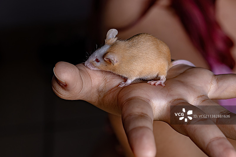 小家鼠：女人手持小鼠特写图片素材