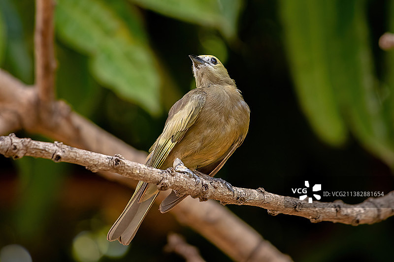 棕榈唐纳雀：栖息在树枝上的鸣禽特写图片素材