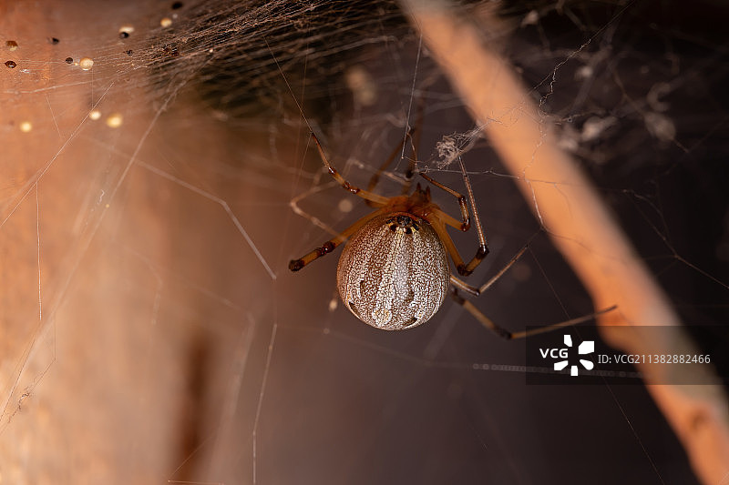成年雌性棕色寡妇蛛网上的特写图片素材