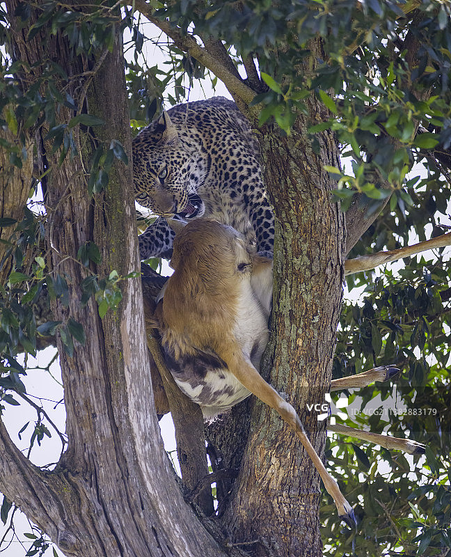 树上的小猎豹，马赛马拉，肯尼亚图片素材