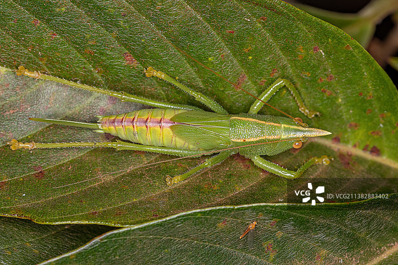 锥头绿螽若虫，叶子上昆虫的特写图片素材