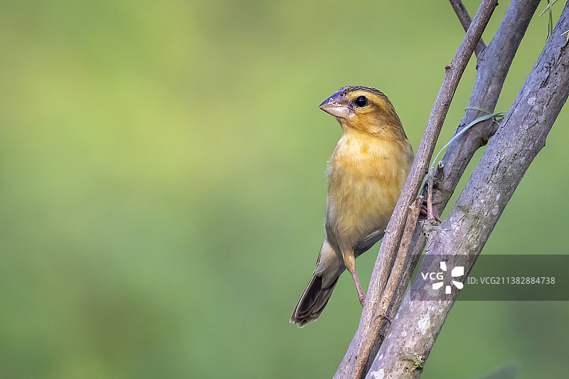雄性黄胸织布鸟在自然背景下筑巢（泰国）图片素材