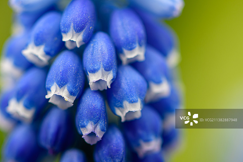 乌克兰利沃夫的蓝色开花植物特写图片素材
